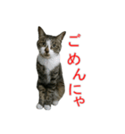 きじとらねこの日常スタンプ（個別スタンプ：11）