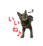 きじとらねこの日常スタンプ（個別スタンプ：12）