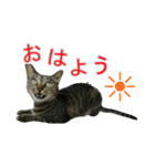 きじとらねこの日常スタンプ（個別スタンプ：13）