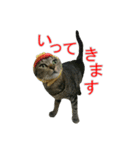 きじとらねこの日常スタンプ（個別スタンプ：15）