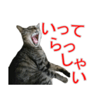 きじとらねこの日常スタンプ（個別スタンプ：16）