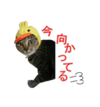 きじとらねこの日常スタンプ（個別スタンプ：18）