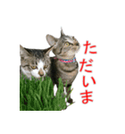 きじとらねこの日常スタンプ（個別スタンプ：19）