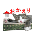 きじとらねこの日常スタンプ（個別スタンプ：20）