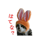 きじとらねこの日常スタンプ（個別スタンプ：21）