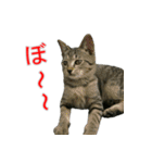 きじとらねこの日常スタンプ（個別スタンプ：22）