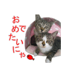 きじとらねこの日常スタンプ（個別スタンプ：24）
