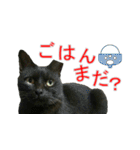 きじとらねこの日常スタンプ（個別スタンプ：26）