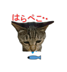 きじとらねこの日常スタンプ（個別スタンプ：27）