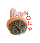 きじとらねこの日常スタンプ（個別スタンプ：28）
