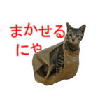 きじとらねこの日常スタンプ（個別スタンプ：30）
