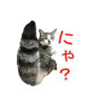 きじとらねこの日常スタンプ（個別スタンプ：31）
