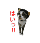 きじとらねこの日常スタンプ（個別スタンプ：32）