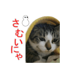 きじとらねこの日常スタンプ（個別スタンプ：34）