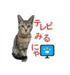 きじとらねこの日常スタンプ（個別スタンプ：36）