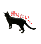 きじとらねこの日常スタンプ（個別スタンプ：37）