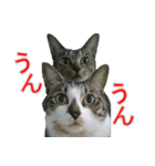 きじとらねこの日常スタンプ（個別スタンプ：38）