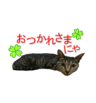きじとらねこの日常スタンプ（個別スタンプ：39）