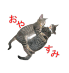 きじとらねこの日常スタンプ（個別スタンプ：40）