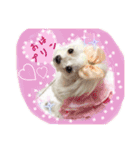 うちのプリンたん（個別スタンプ：3）