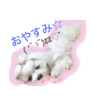うちのプリンたん（個別スタンプ：4）