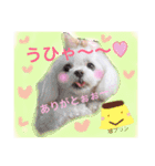 うちのプリンたん（個別スタンプ：5）