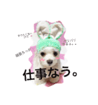 うちのプリンたん（個別スタンプ：10）