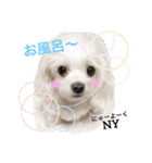 うちのプリンたん（個別スタンプ：12）