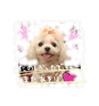 うちのプリンたん（個別スタンプ：13）