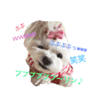 うちのプリンたん（個別スタンプ：21）