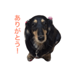 毎日ももさん（個別スタンプ：15）