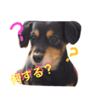 ここちゃんずスタンプ（個別スタンプ：6）