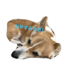 コーギーの仁君（個別スタンプ：3）