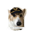 コーギーの仁君（個別スタンプ：6）
