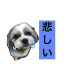 モカララ（個別スタンプ：10）