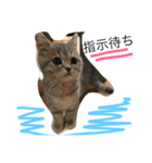 neco.life（個別スタンプ：6）