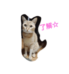 tiger cat cat（個別スタンプ：1）