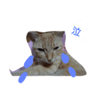 tiger cat cat（個別スタンプ：2）