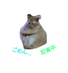 tiger cat cat（個別スタンプ：3）