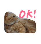 tiger cat cat（個別スタンプ：4）