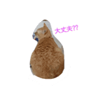 tiger cat cat（個別スタンプ：5）