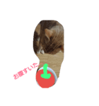 tiger cat cat（個別スタンプ：6）