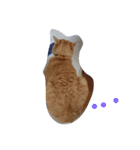tiger cat cat（個別スタンプ：7）