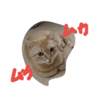 tiger cat cat（個別スタンプ：8）