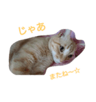 tiger cat cat（個別スタンプ：9）