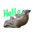 tiger cat cat（個別スタンプ：10）