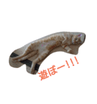 tiger cat cat（個別スタンプ：11）