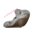 tiger cat cat（個別スタンプ：12）