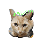 tiger cat cat（個別スタンプ：13）