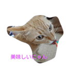 tiger cat cat（個別スタンプ：14）